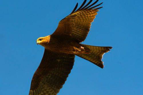 Kite
