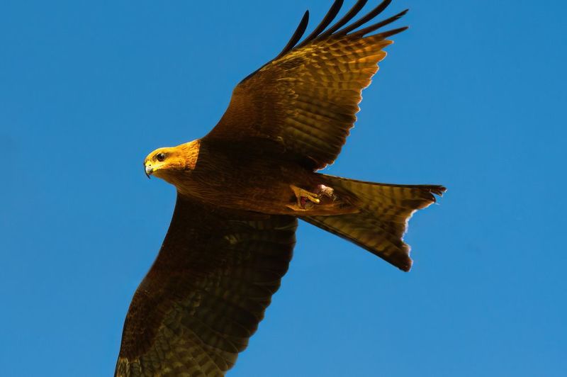 eagle.kite,closeup, bird, birds, wild, wings, beauty, nature, swan, feather, spread, little sparrow,animal,animals,nikon,tailorbird,portraitm,eyes,eagle,kite,flying,sky,prey Kite фото превью