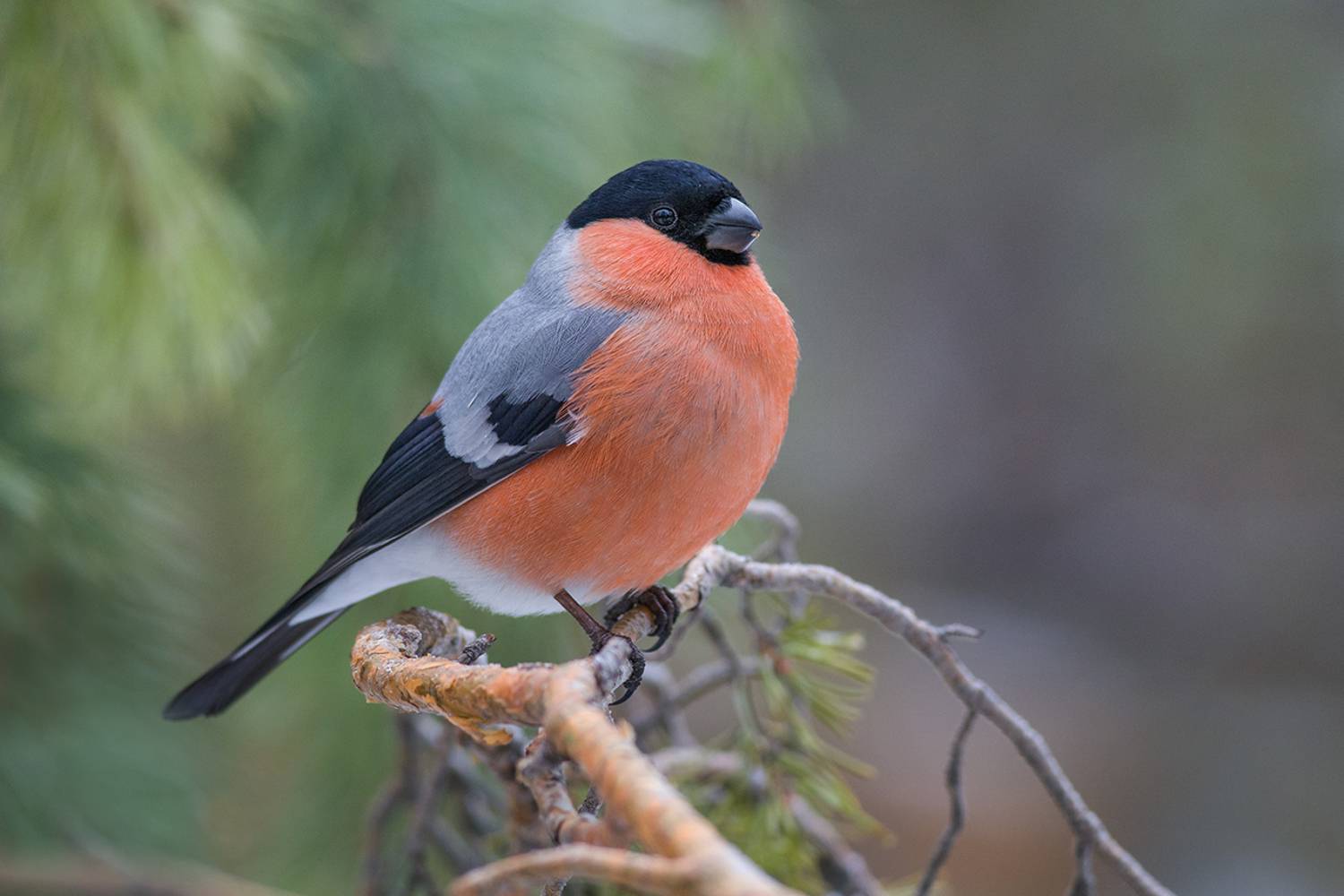 снегирь,самец,бор,зима, Иван