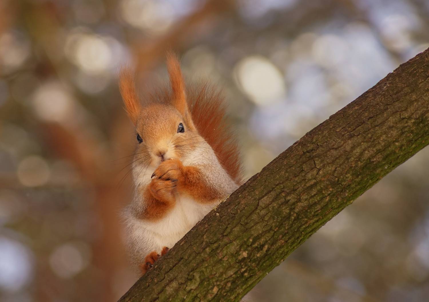 , Чепленко Алексей