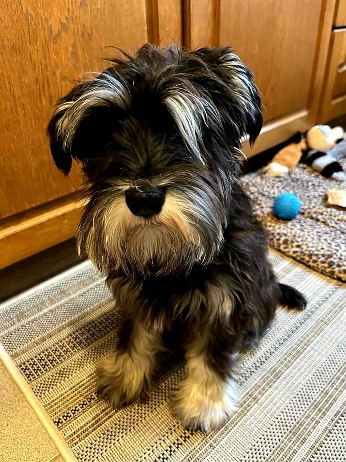 цвергшнауцер, Maria V. Gorskaya