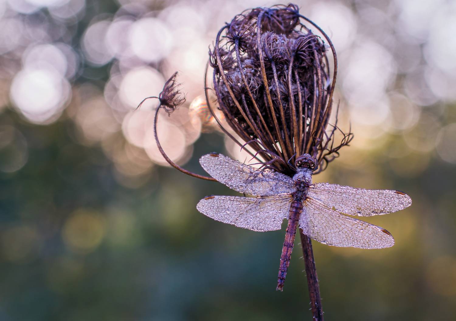 Стрекоза, утро, роса, боке, Чепленко Алексей