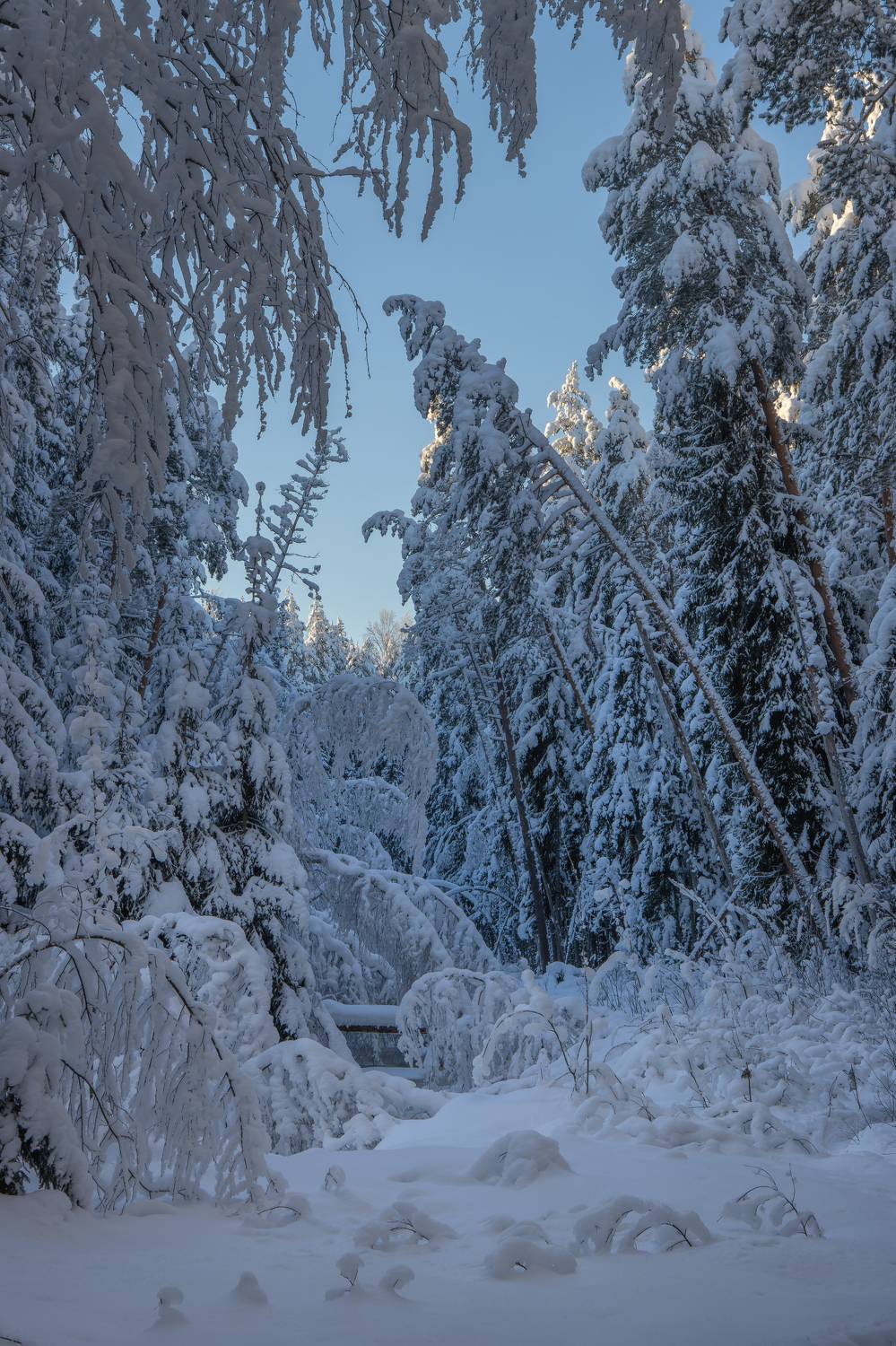 , Светлана Холодняк