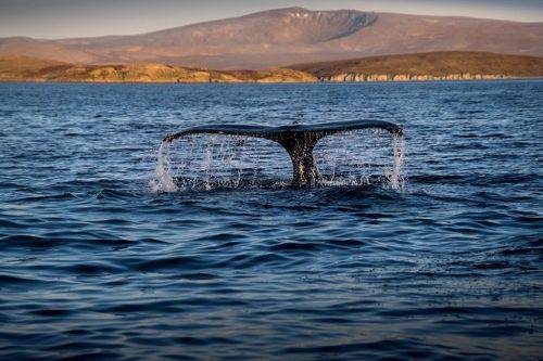Немного о китах у берегов Чукотки