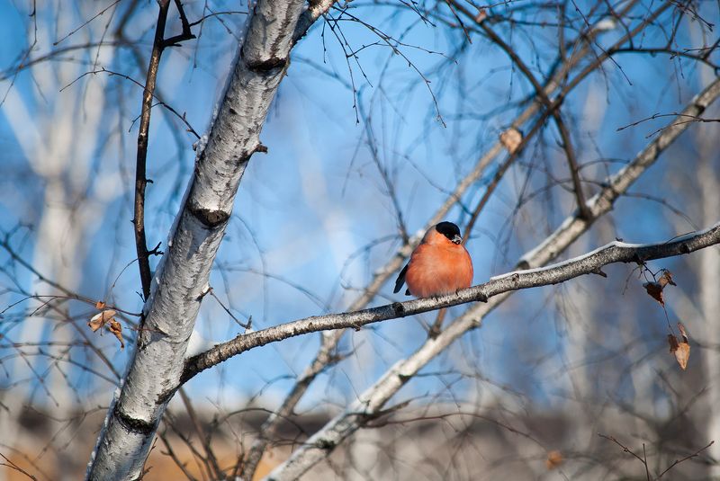 *** фото превью