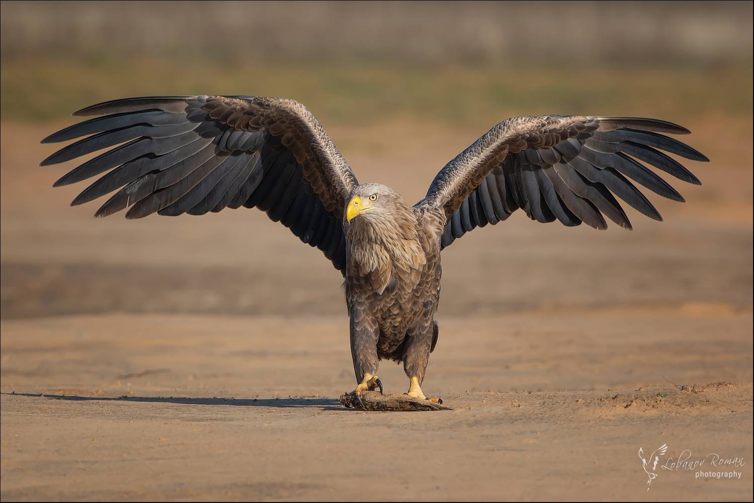 , Лобанов Роман