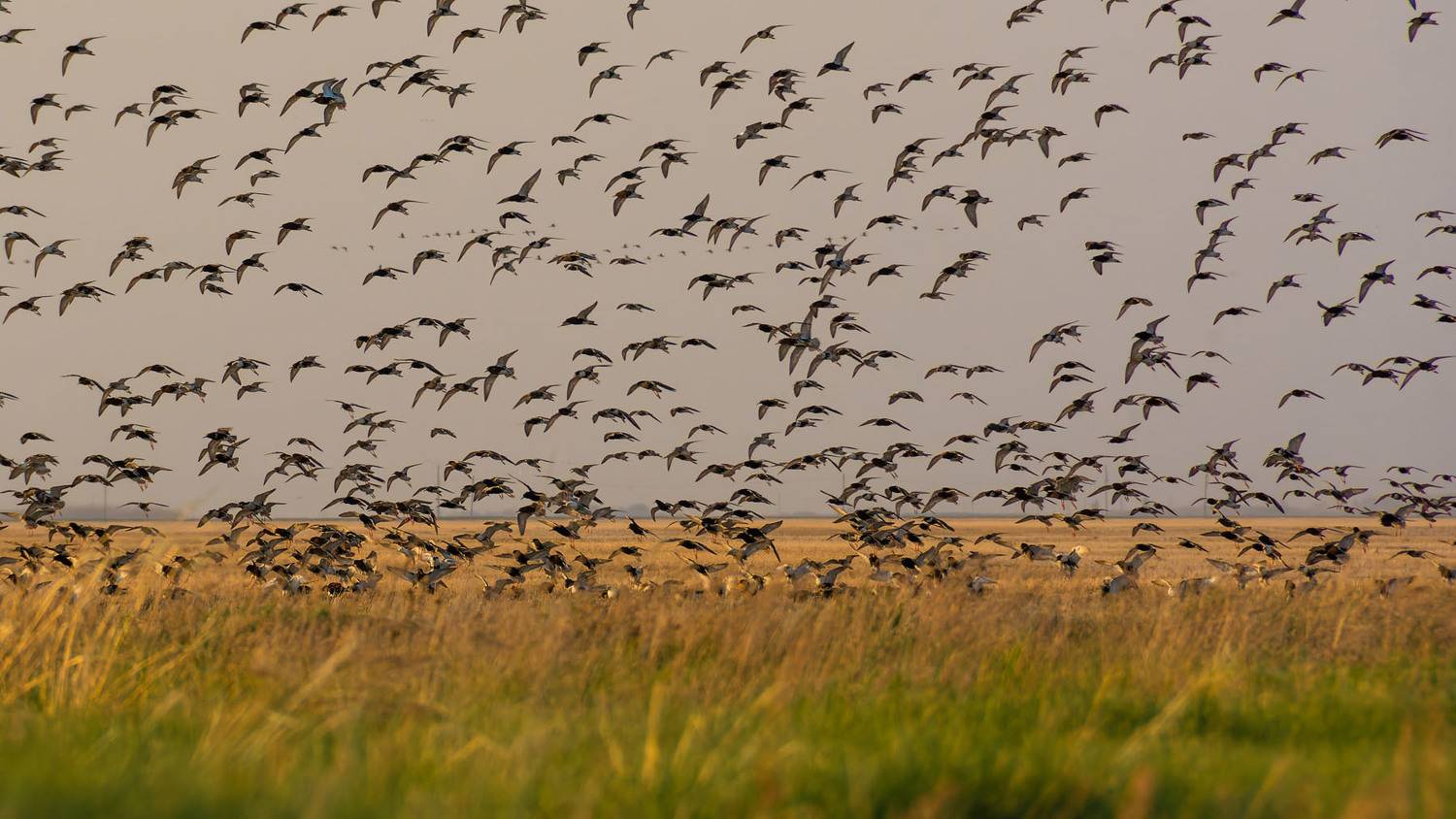 , Савенко Кирилл