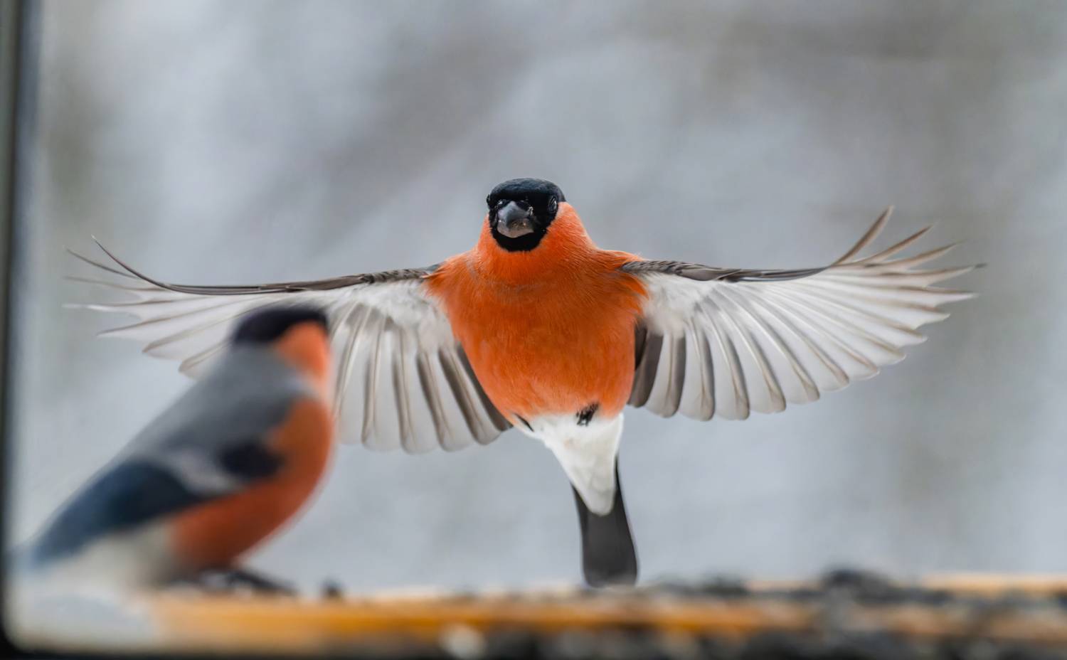 , Дэм Константин