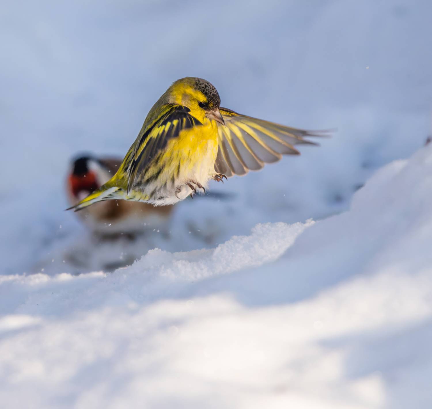 , Дэм Константин