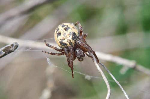 Araneus