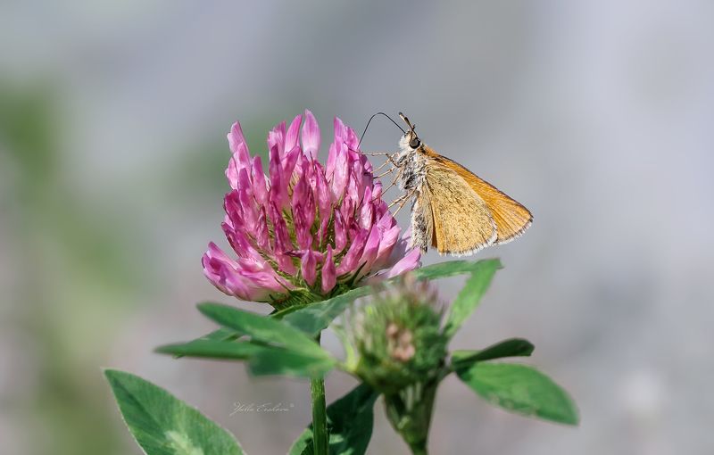 Толстоголовка и клевер фото превью