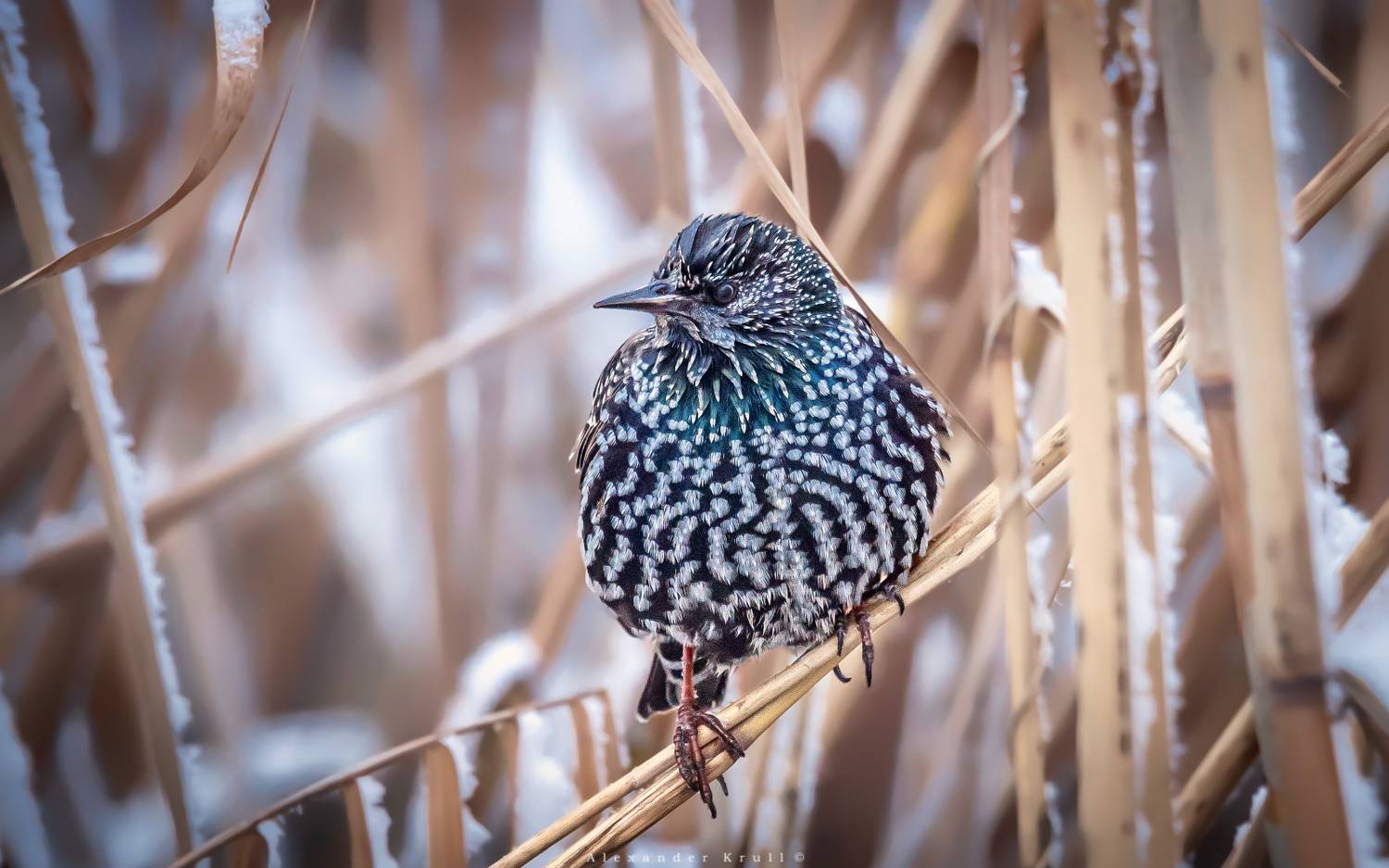 скворец, Круль Александр