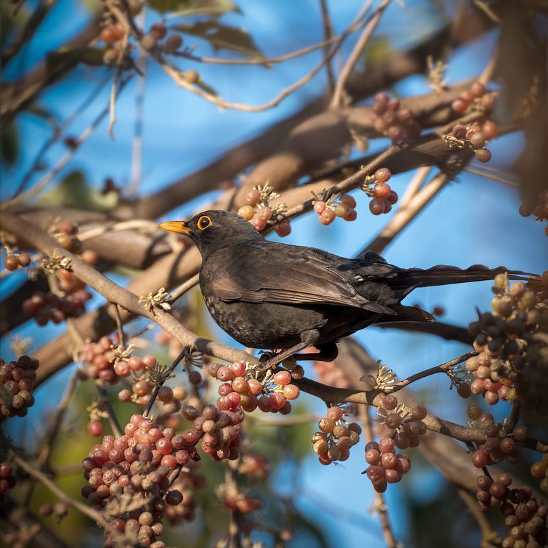 дрозд, на, облепихе В кафе у облепихи фото превью