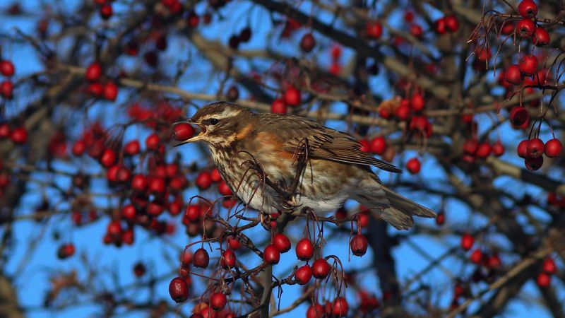 дрозд-белобровик, дрозд, turdus iliacus, redwing Вкусный боярышник - белобровик фото превью