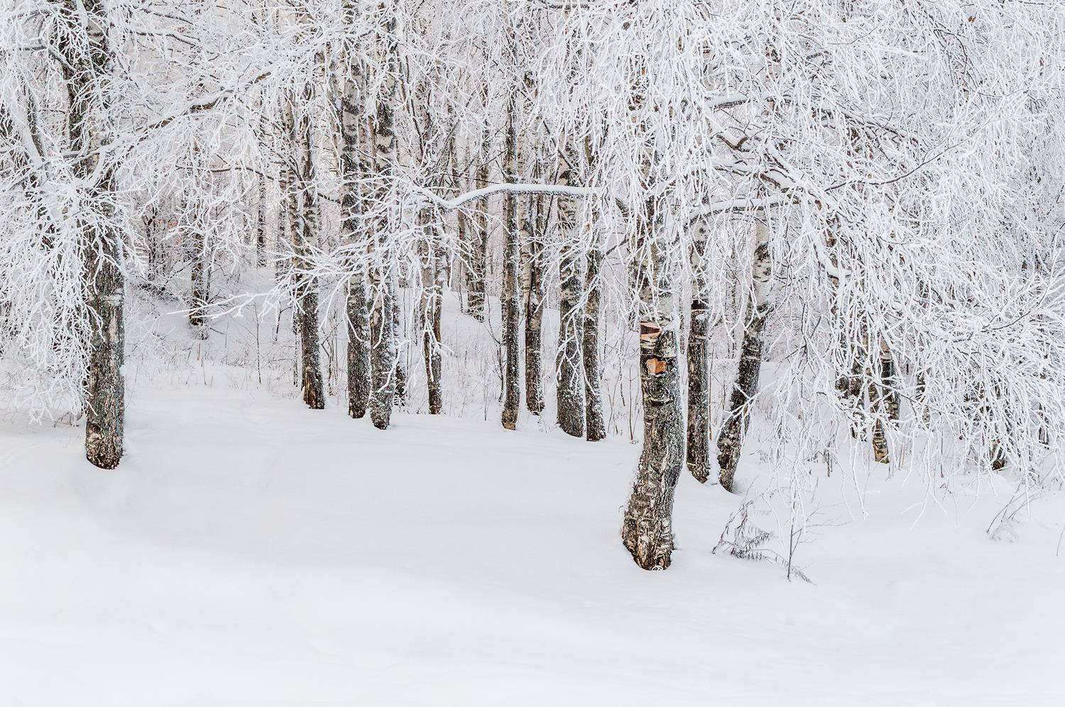 пейзаж, природа, зима, снег, лес, Mysov Ivan