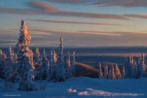 Лучшие ёлочки к Старому Новому году