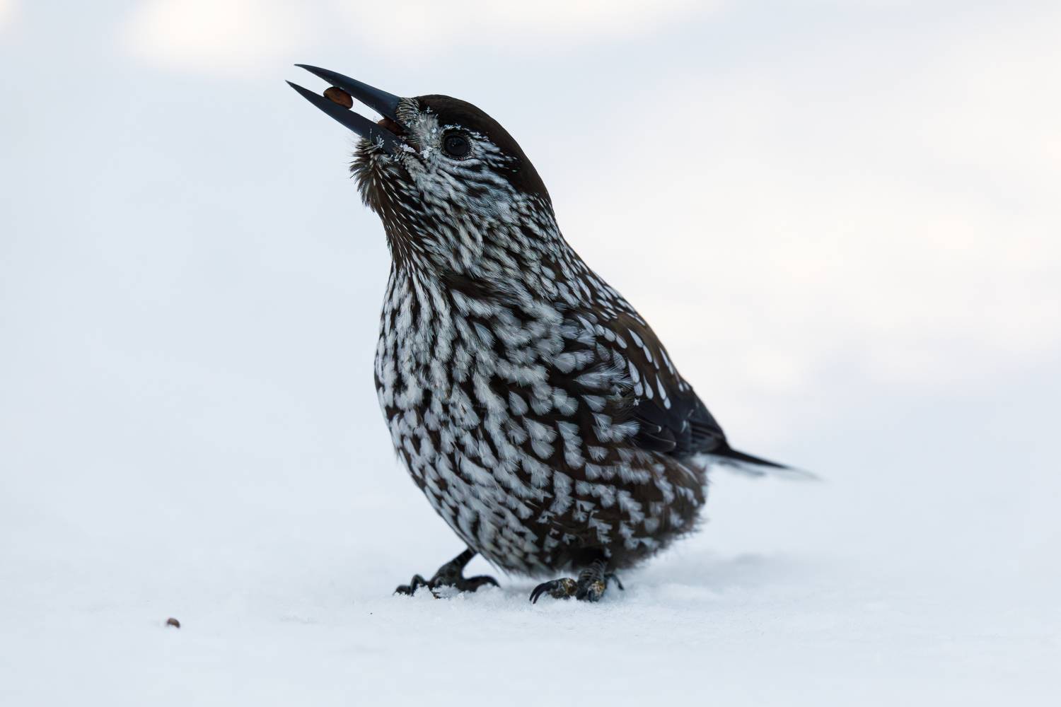 , Гильманов Артур
