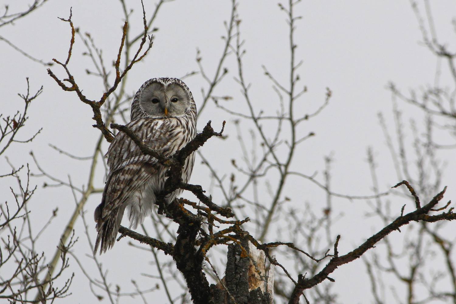 сова, длиннохвостая_неясыть, strix_uralensis, КарОл