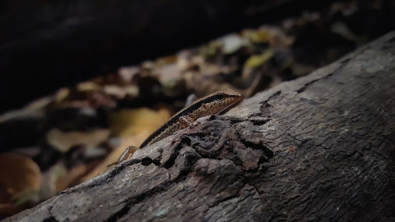 Портрет ящерицы в национальном парке Erawan фото превью