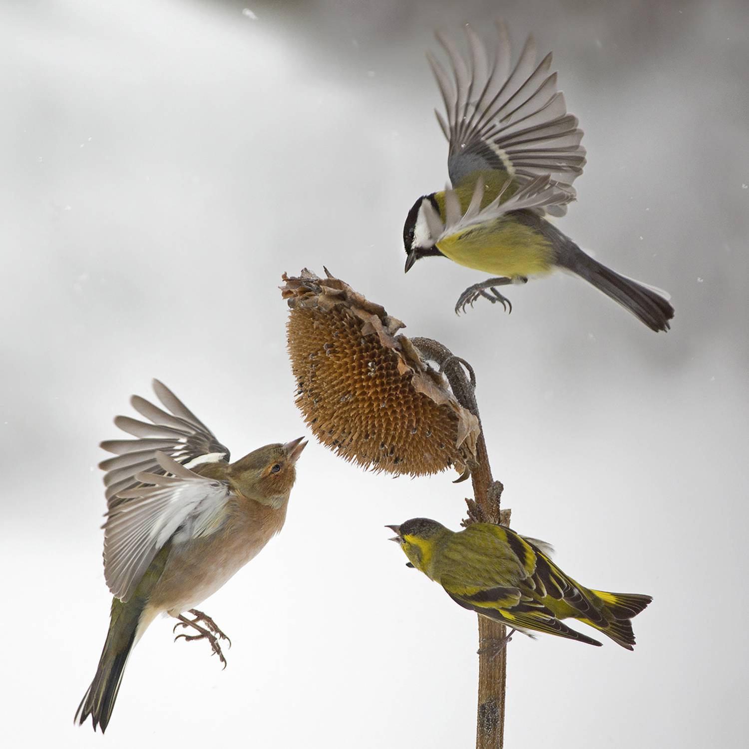 , Евгени Стефанов