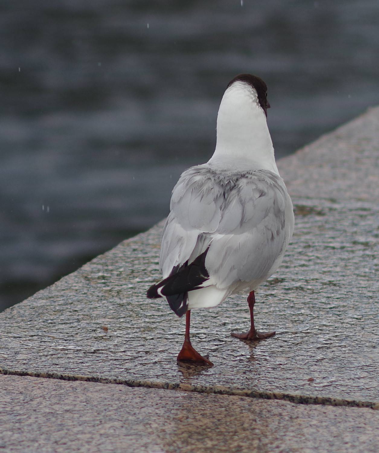 уходя уходи, чайка, Оксана Макарова