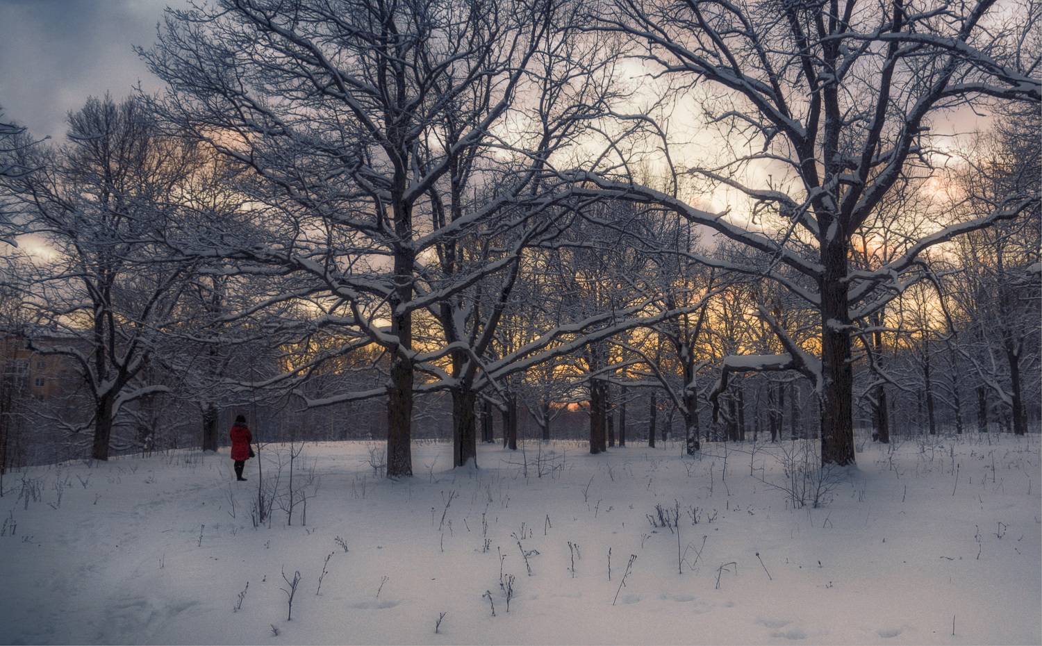 деревья закат человек, Вера Петри