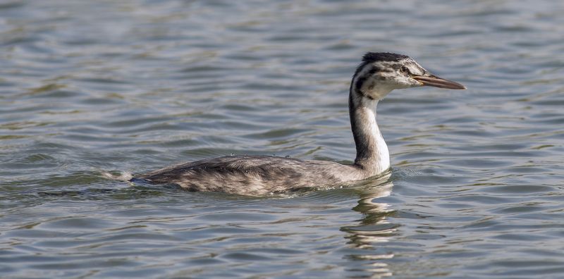 Чомга или Большая поганка. фото превью
