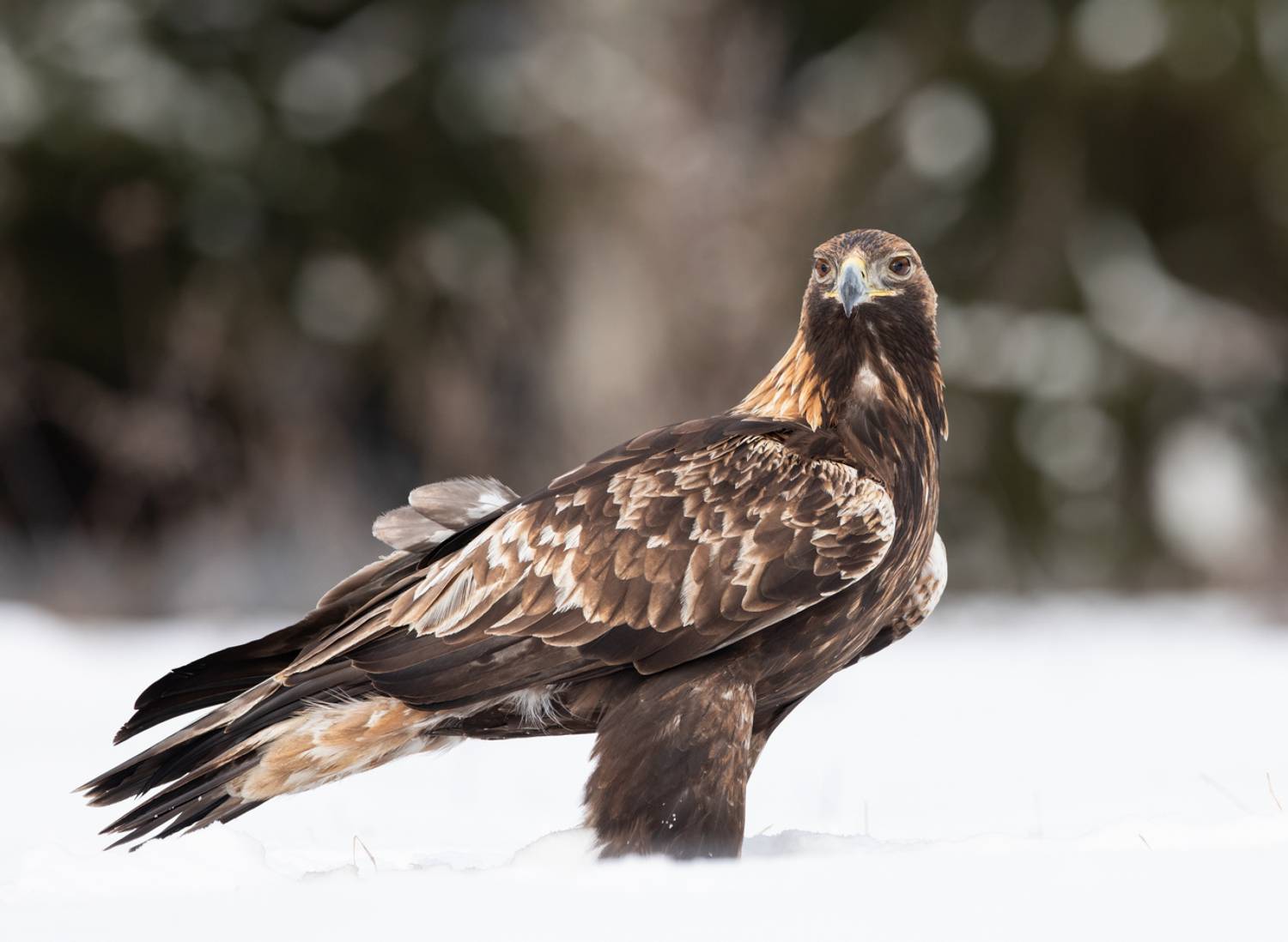 , Vladimir Pakalevich