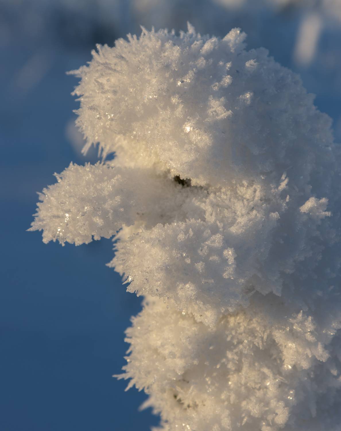 снег, иней, зима, солнце, Светлана Холодняк