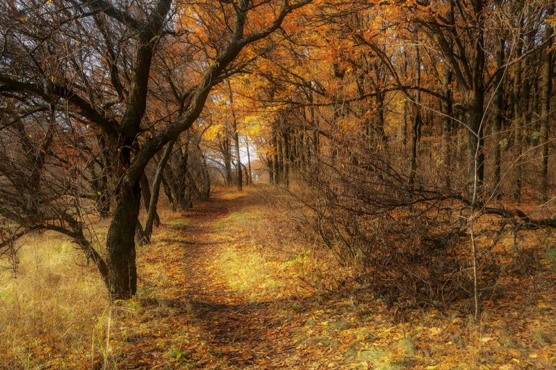 Дорога к дому. фото превью