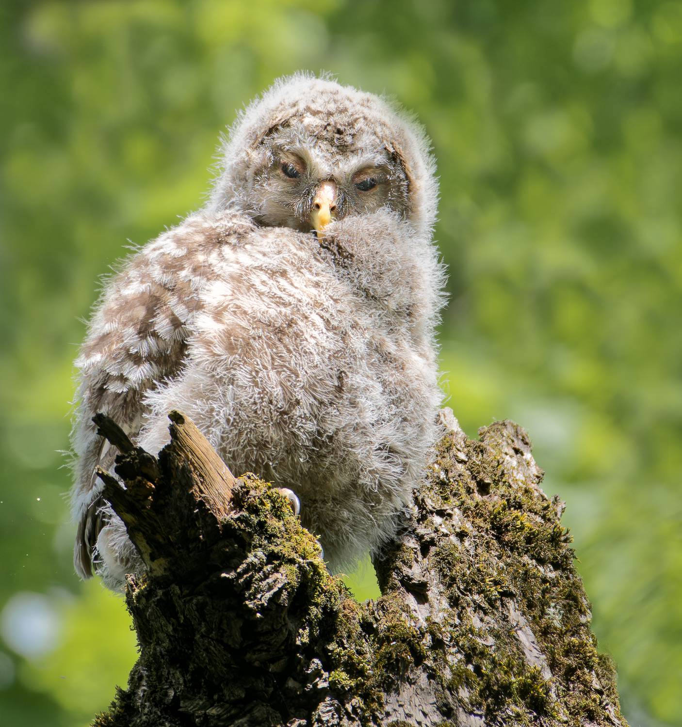 , Фотоохота Александр