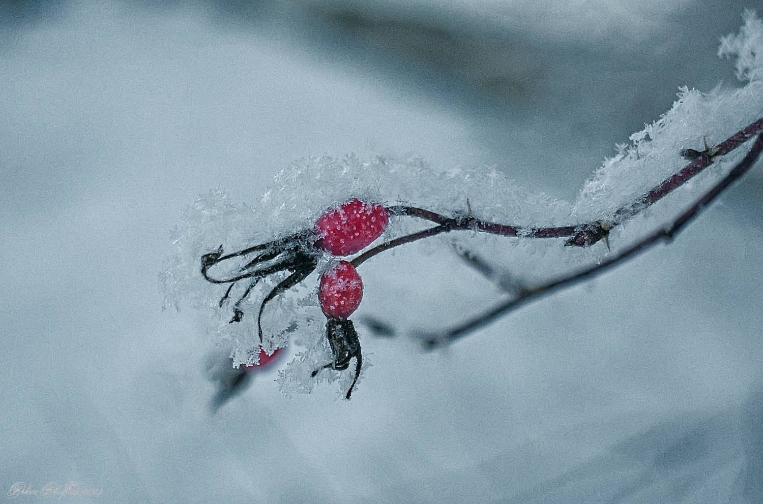 , Орлов Олег