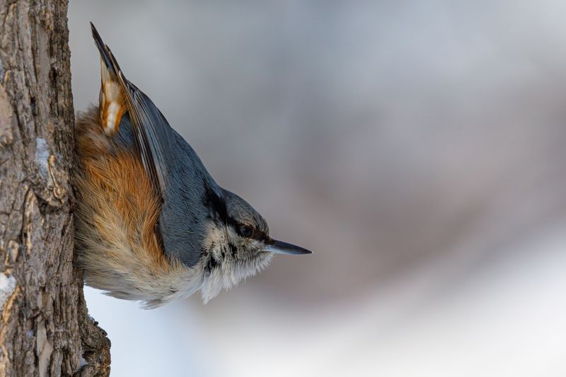 Матёрый поползень фото превью