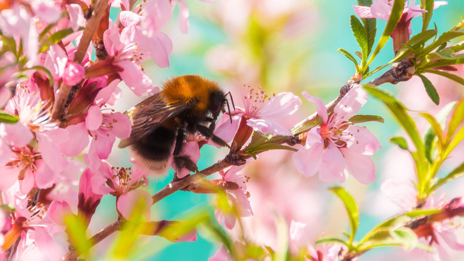 , Савенко Кирилл