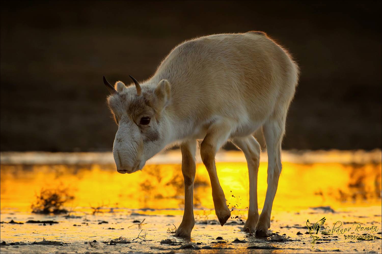 , Лобанов Роман