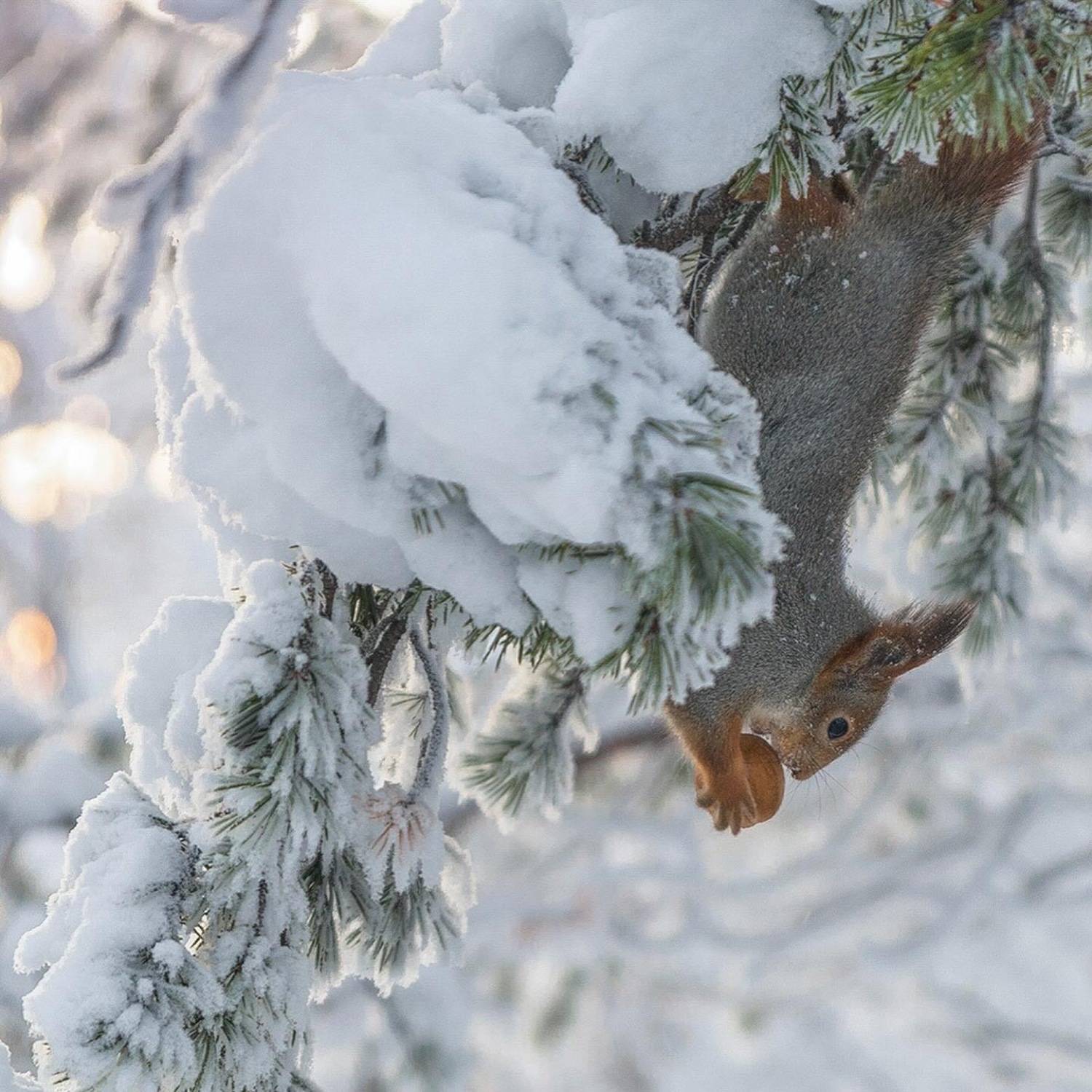 , Ермохина Наталья
