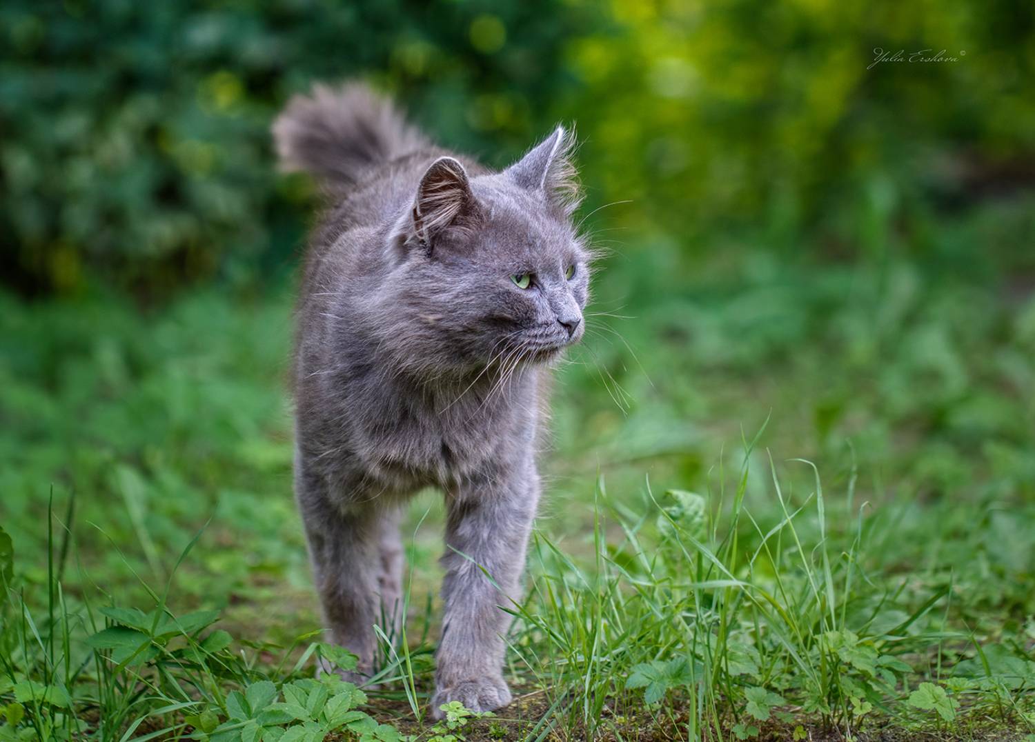 кот, Ершова Юлия