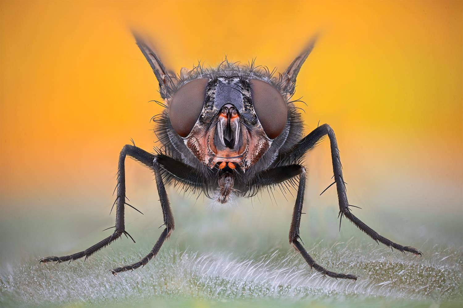 ceclii, macro, Ganev Tsvetan