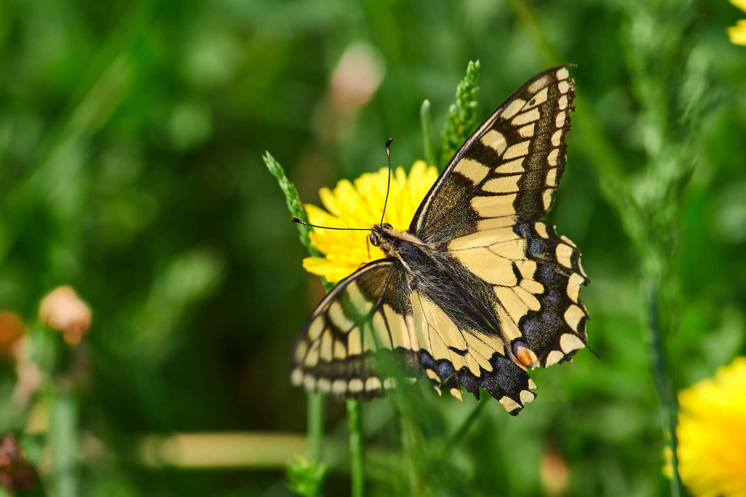 macro, macro photo, russia, wildlife, butterfly, Papilio machaon, Сторчилов Павел