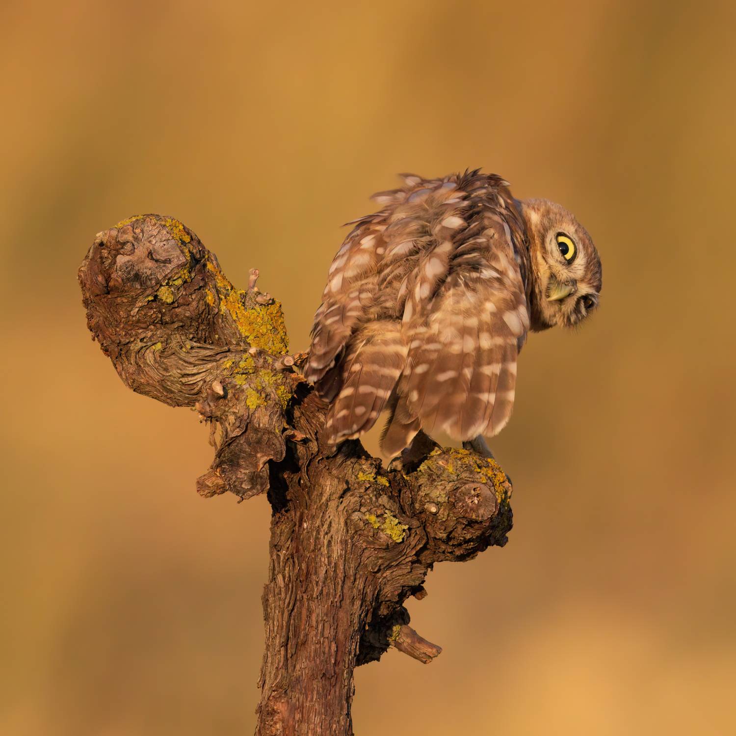 , Фруман Евгений