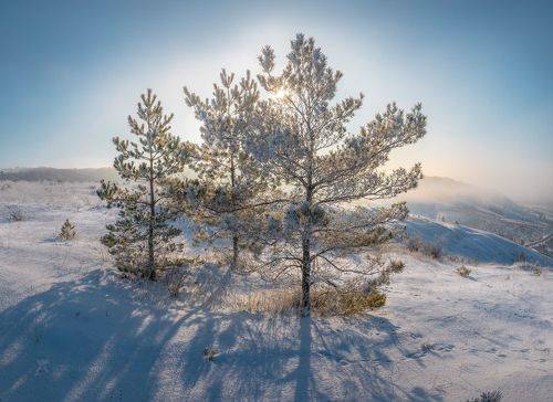 Сосны на холмах над селом Макешкино