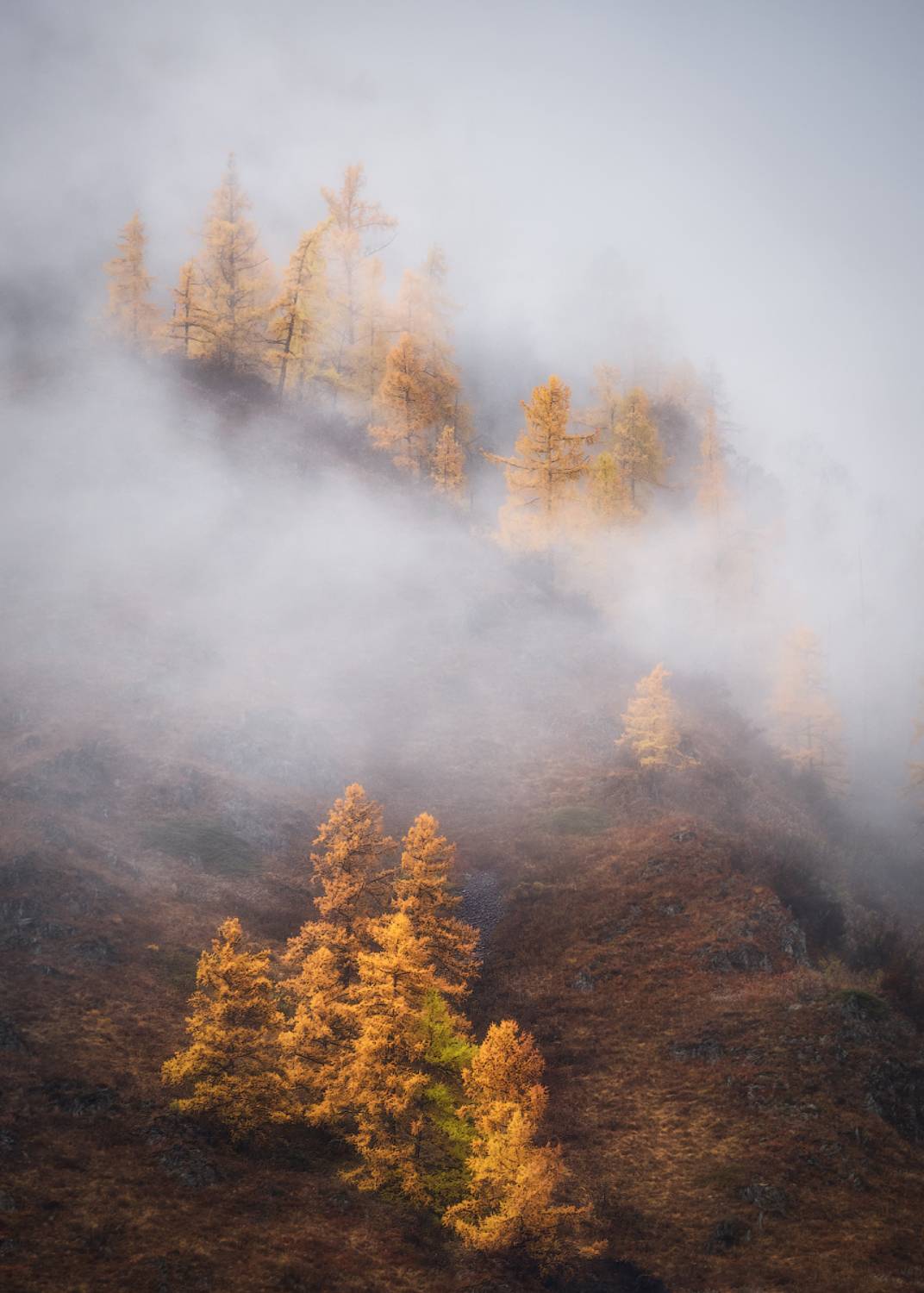алтай, горный алтай, пейзажи алтая, золотая осень, горы, лиственницы, туман, осенний алтай, горная тайга, Рубан Алена