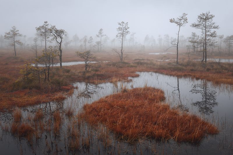 болото, осень, пейзаж атмосфера фото превью
