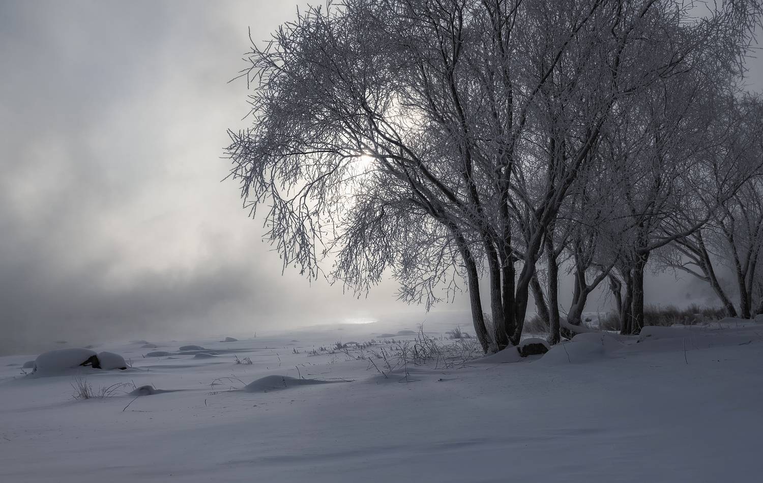 зима, мороз, енисей, деревья, ивы   у реки, вода парит, Фомина Марина