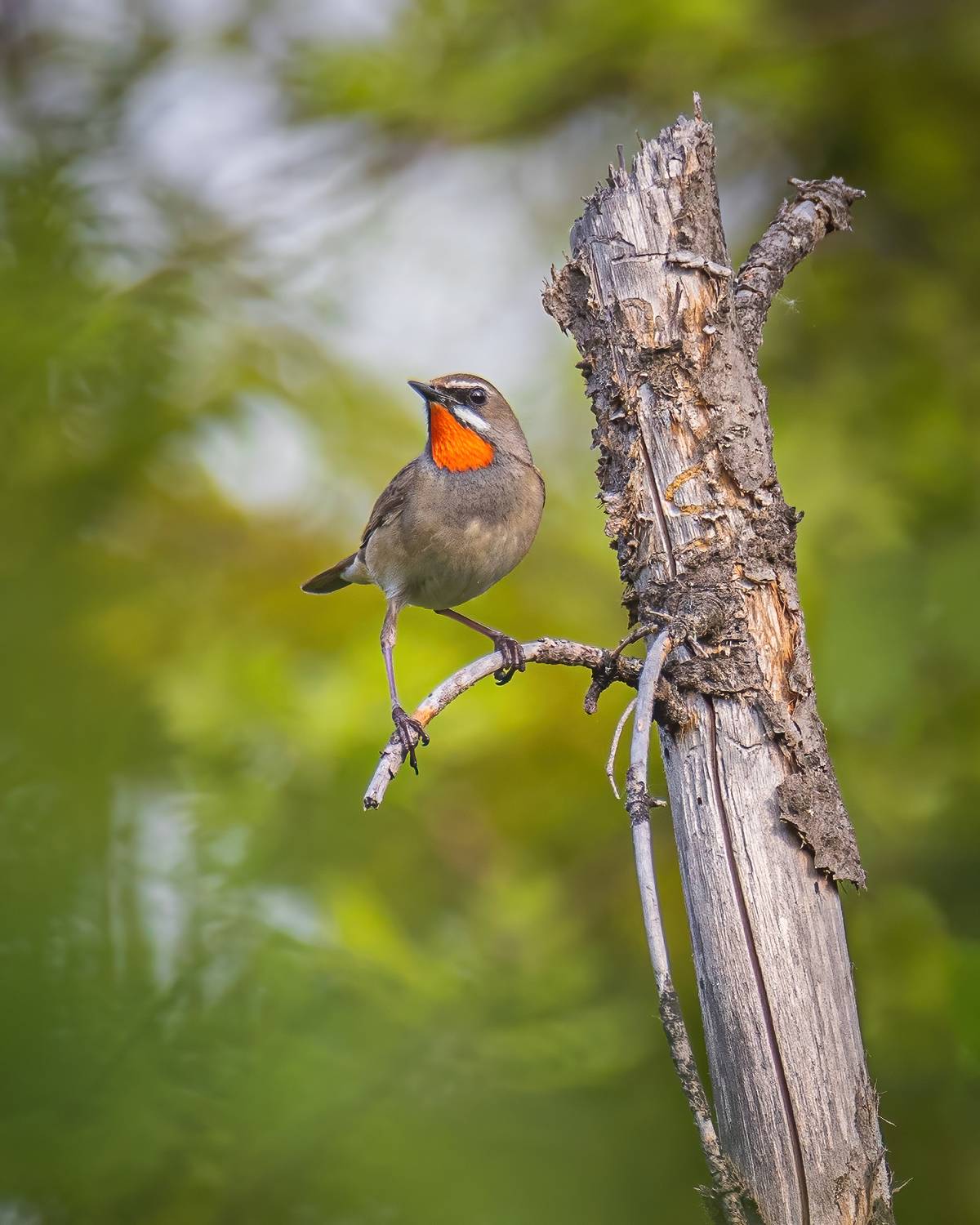 , Дина Нестеркова