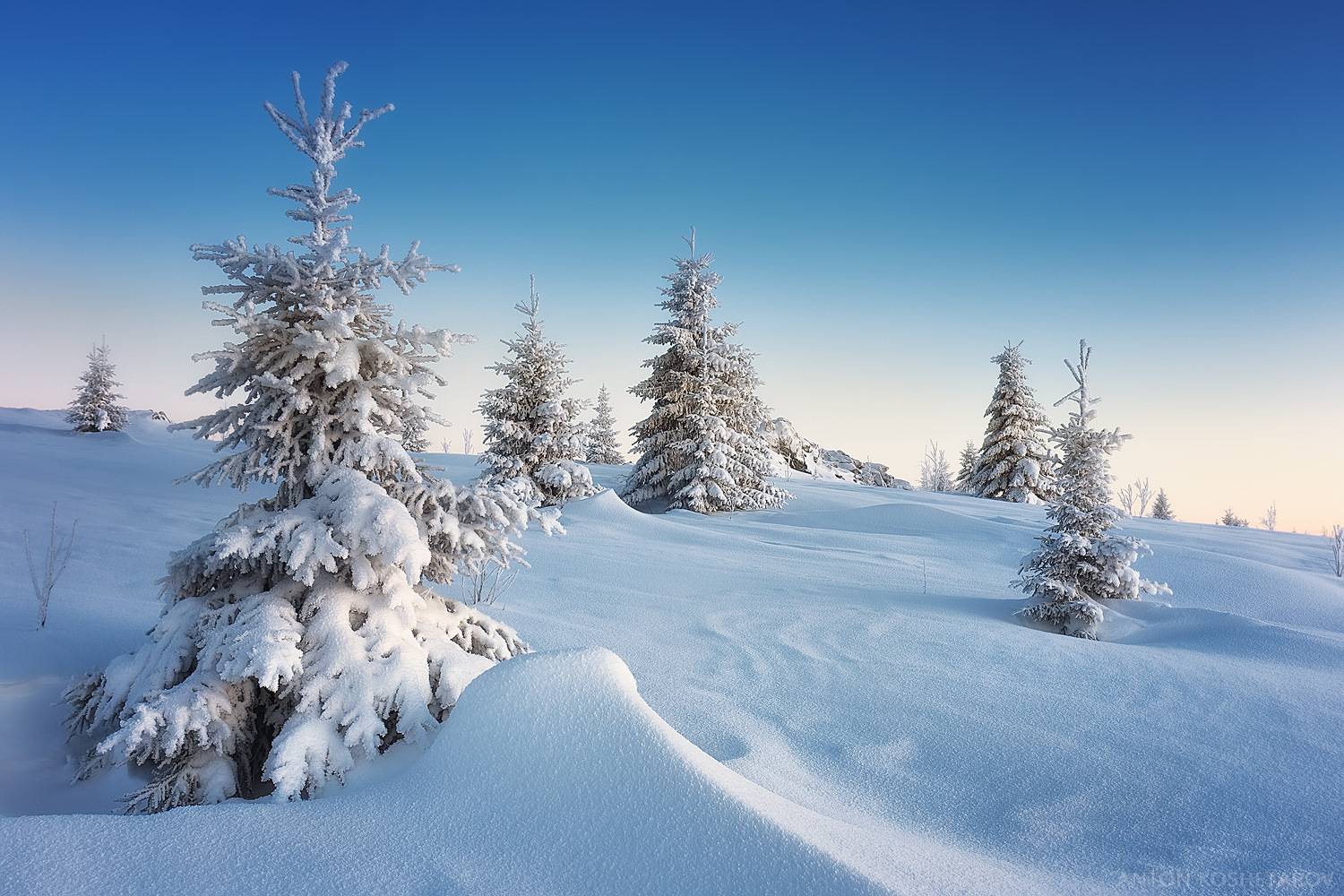 , Антон Кошетаров