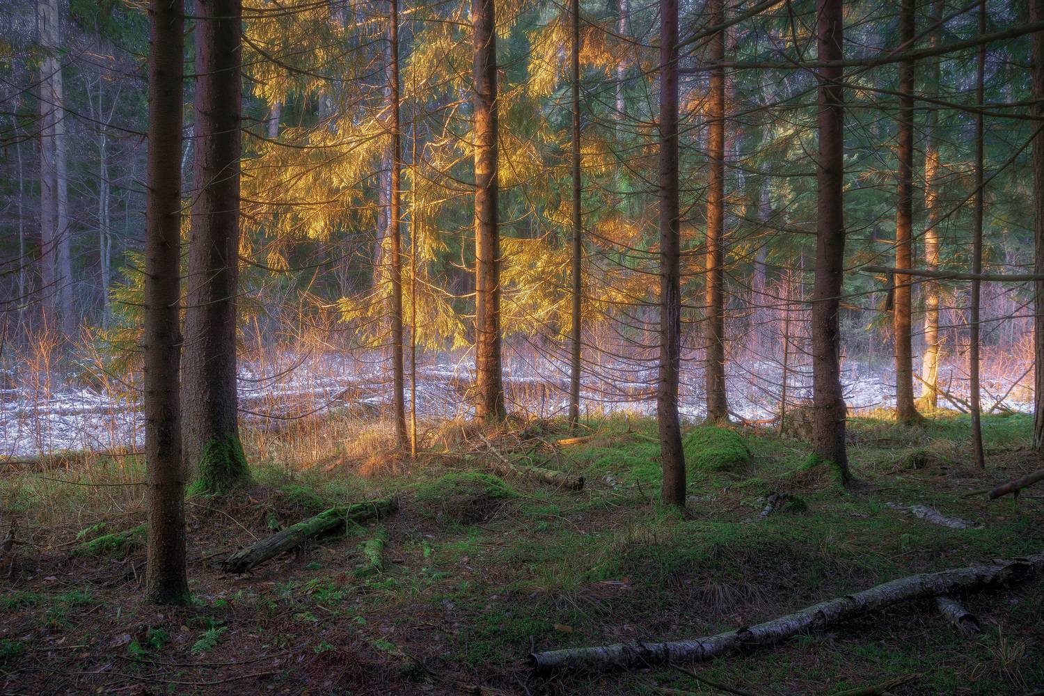 лес, деревья, листва, Валерий Вождаев