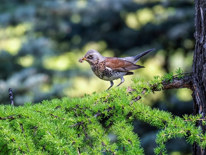 птица, дрозд, Рябинник.. фото превью