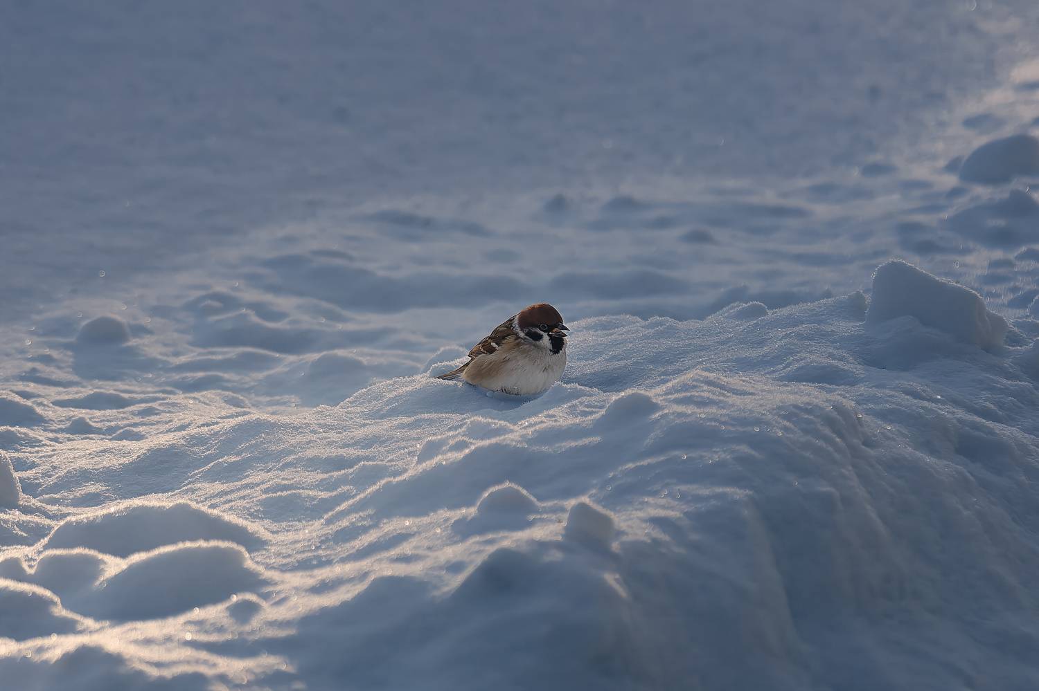 , Загруев Михаил