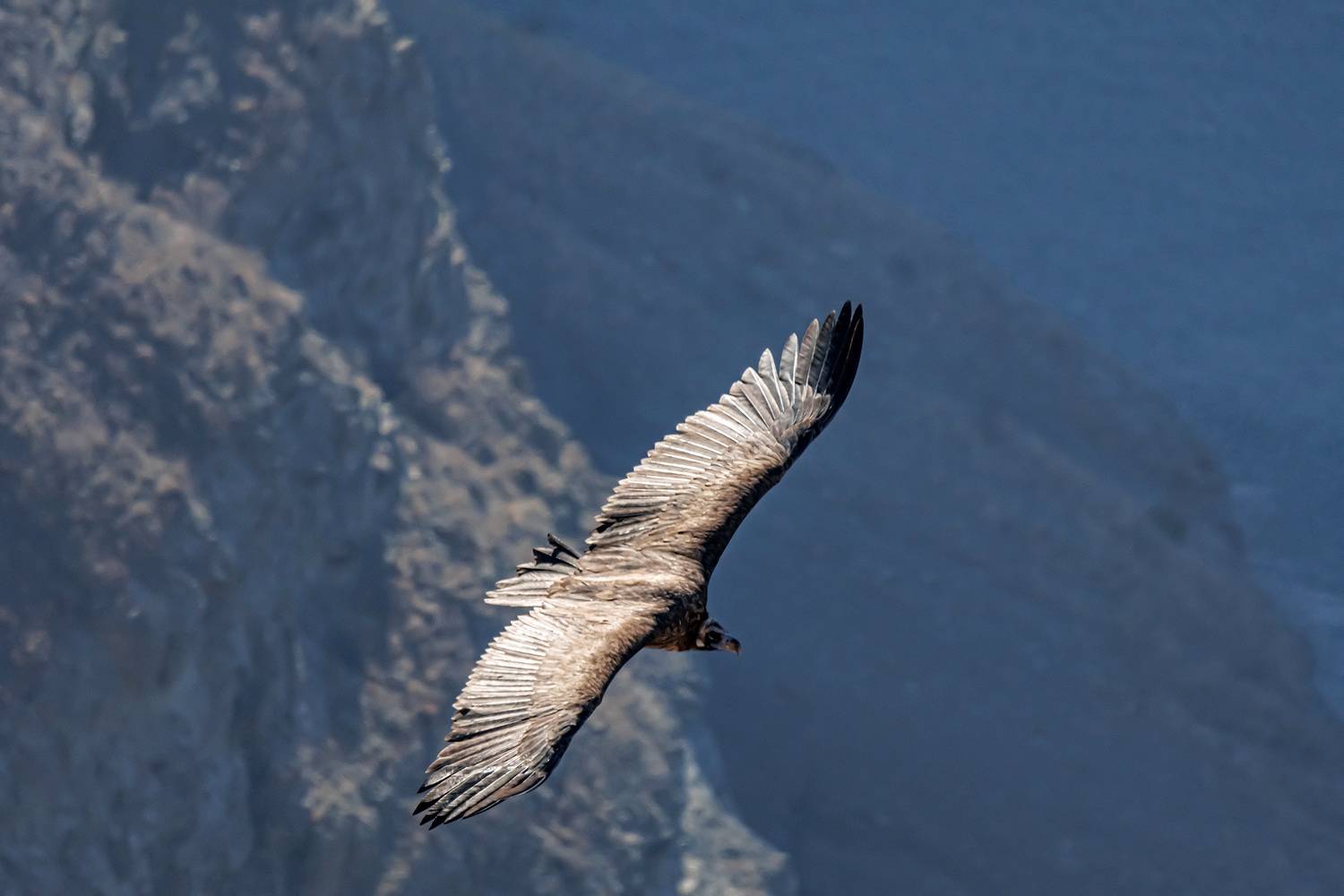 , Волынский Виктор